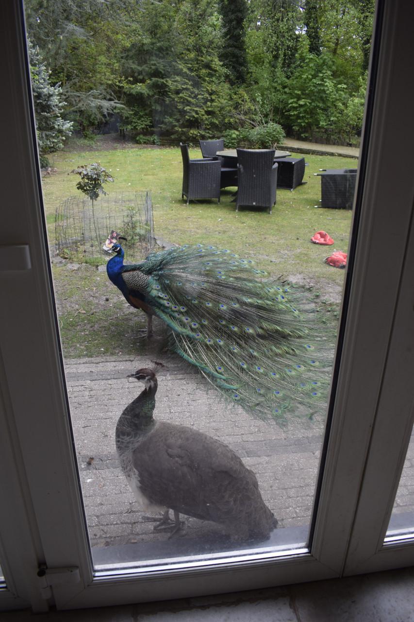 Blauwe pauw man en 2 hennen