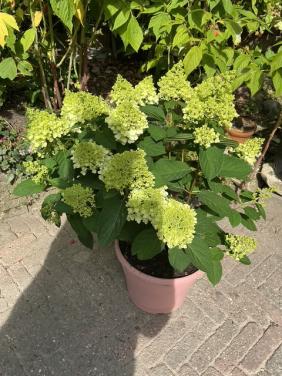 Grote Pluim Hortensia
