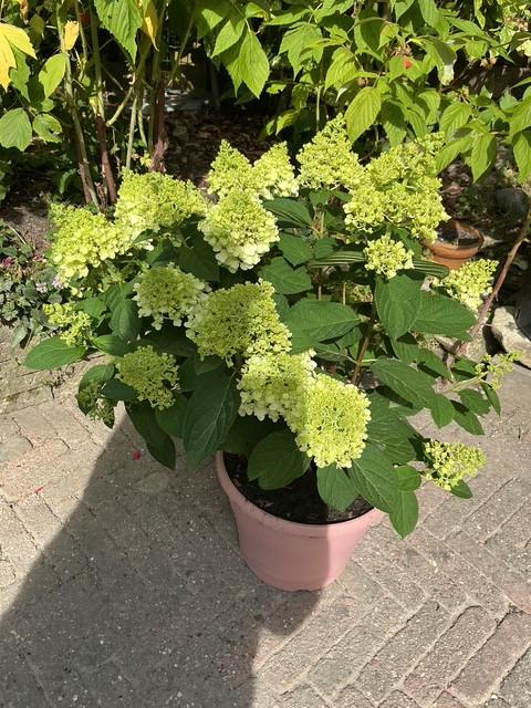 Grote Pluim Hortensia