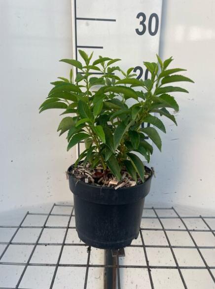 Portugese laurier haagplantjes 20-30 cm