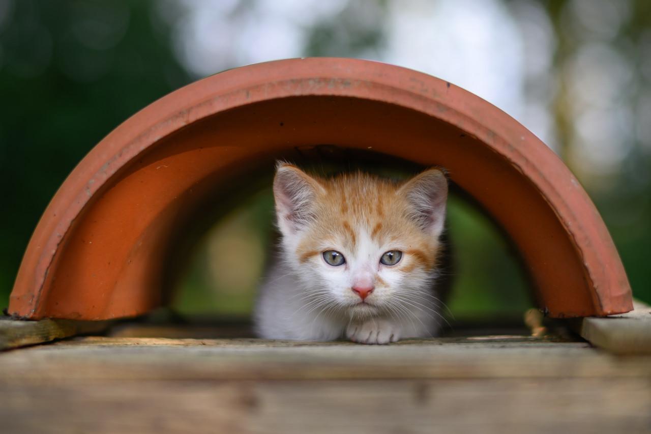 Lieve en mooie kittens