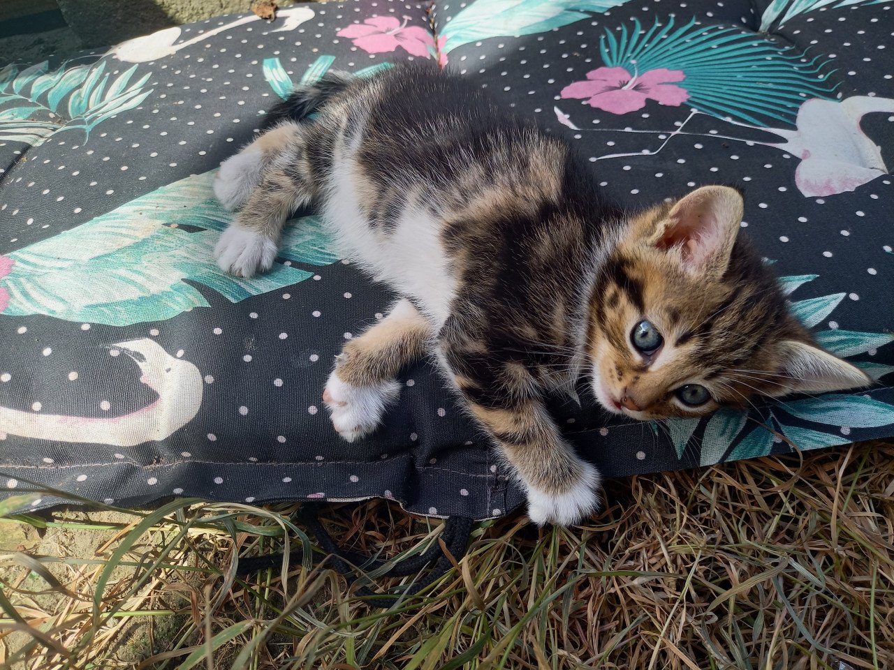 Kittens