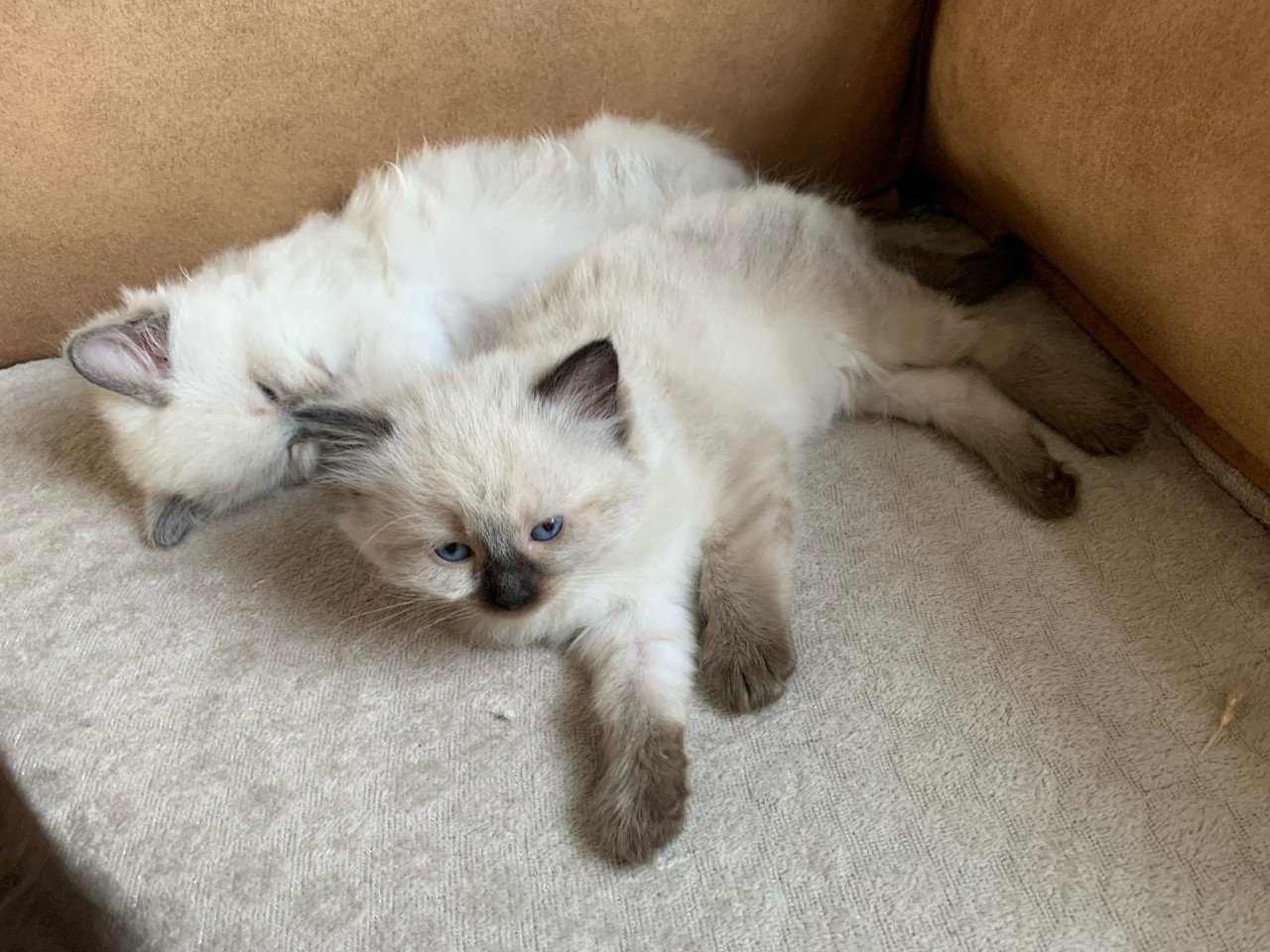 Prachtige ragdoll kittens