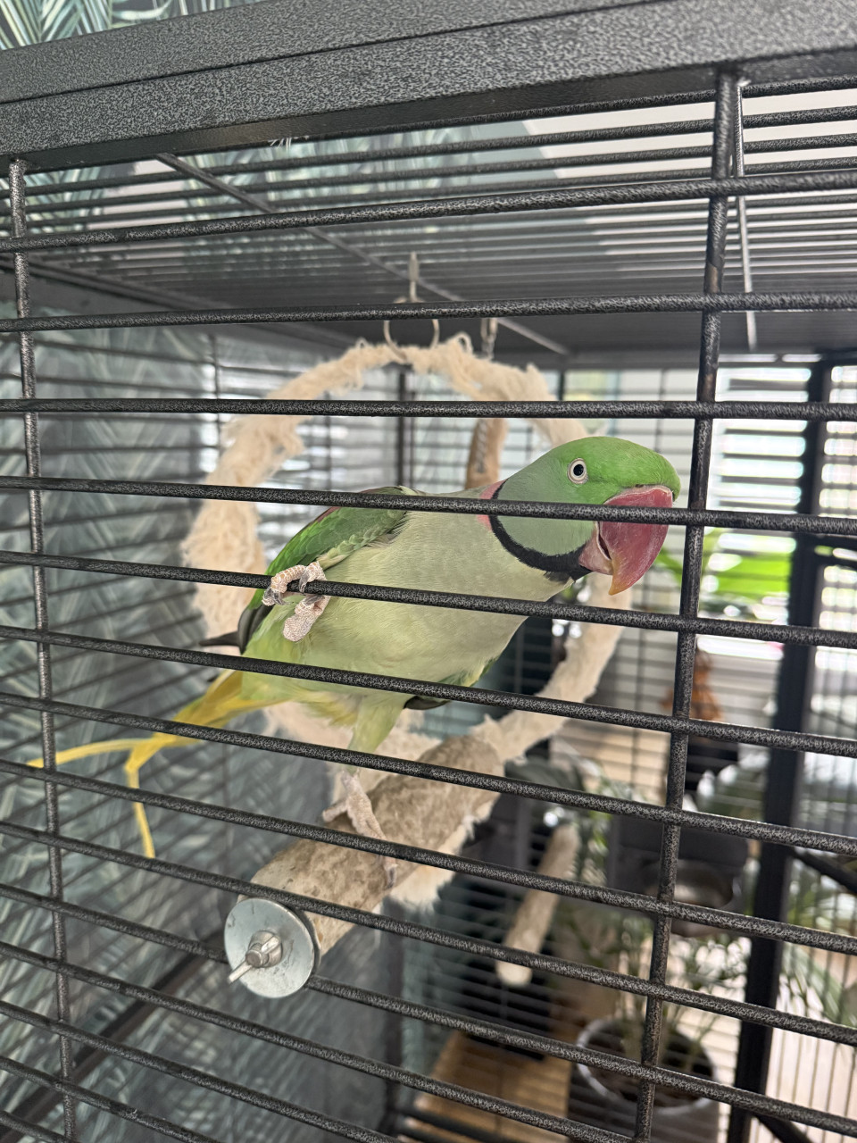 Caique en Alexanderparkiet