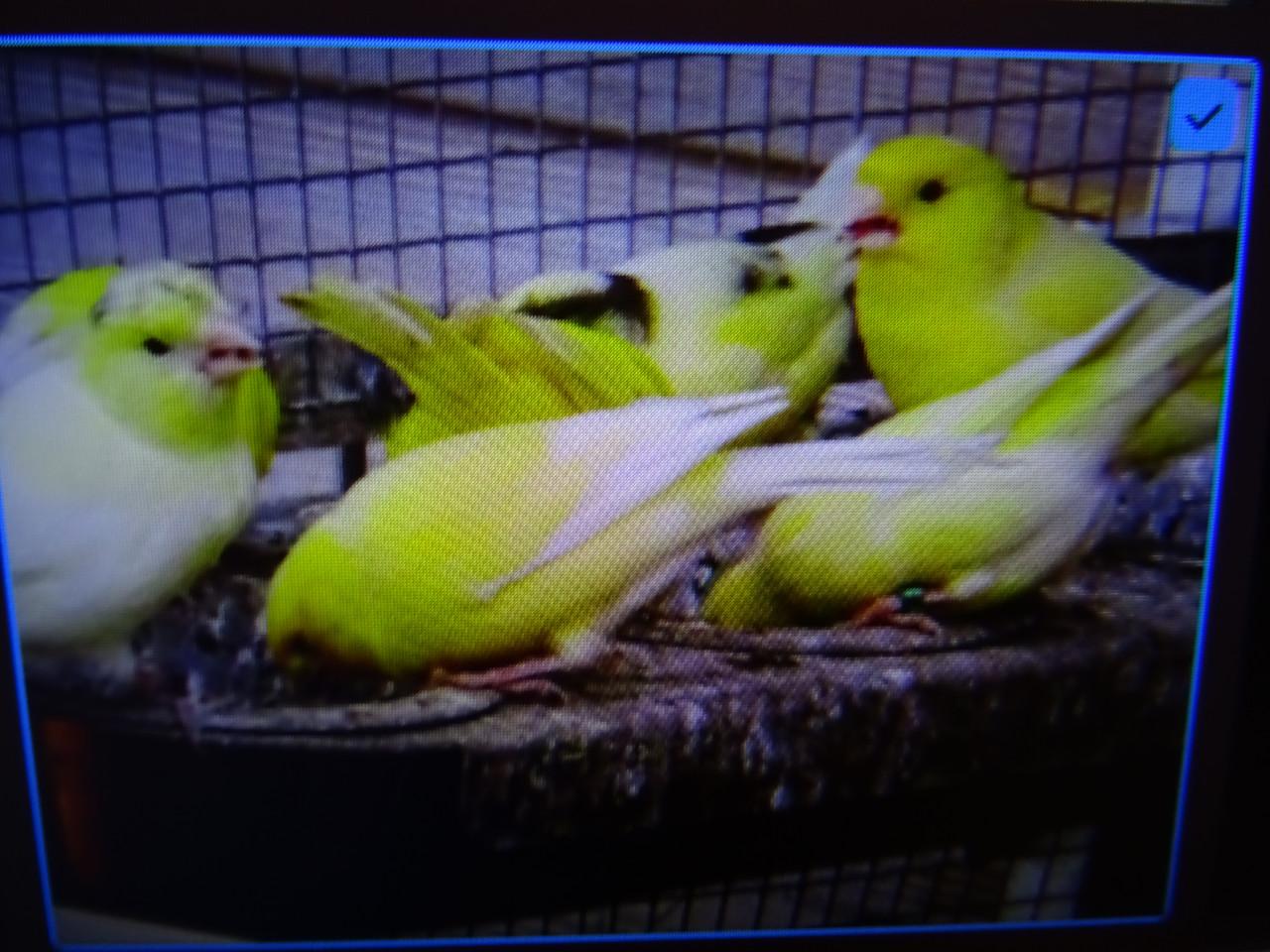 Te mooie mooie zang kanarie mannen  van vorig jaar gele en bonte en ??