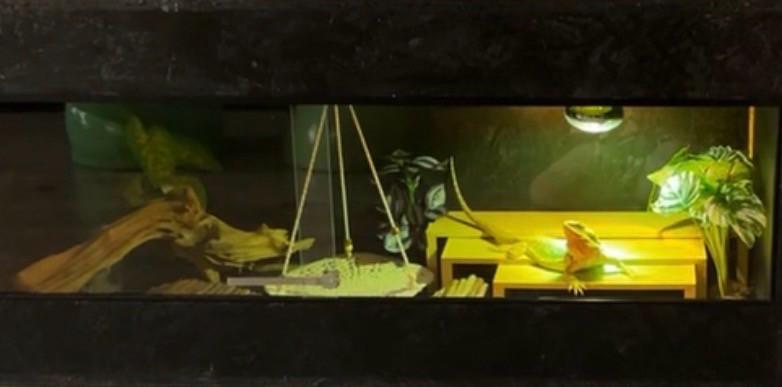 Baardagaam 1 jaar oud