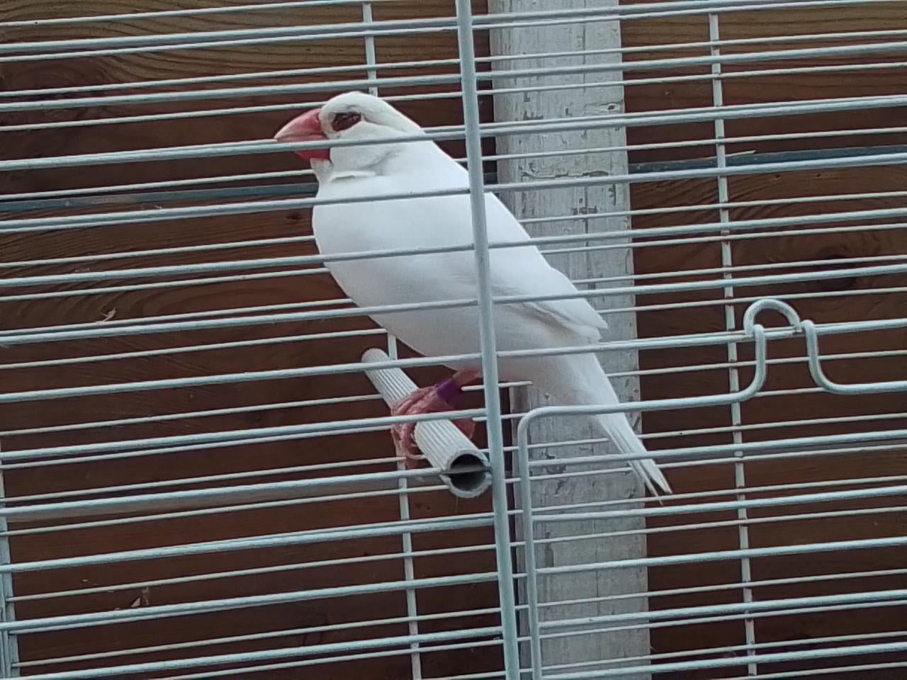 Rijstvogel man