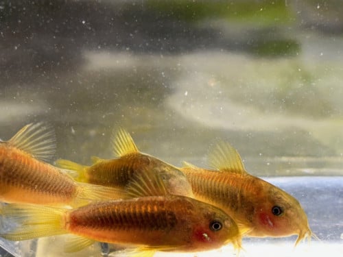Osteogaster (Corydoras) CW010 Goldstripe.