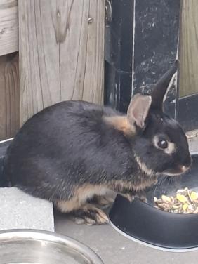Koppeltje konijntjes