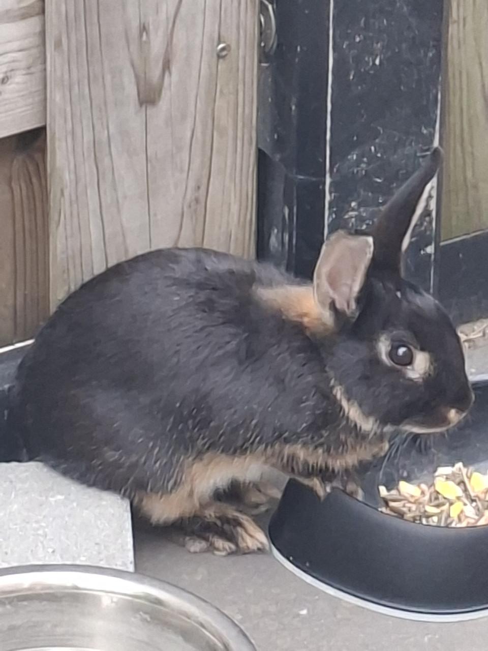 Koppeltje konijntjes