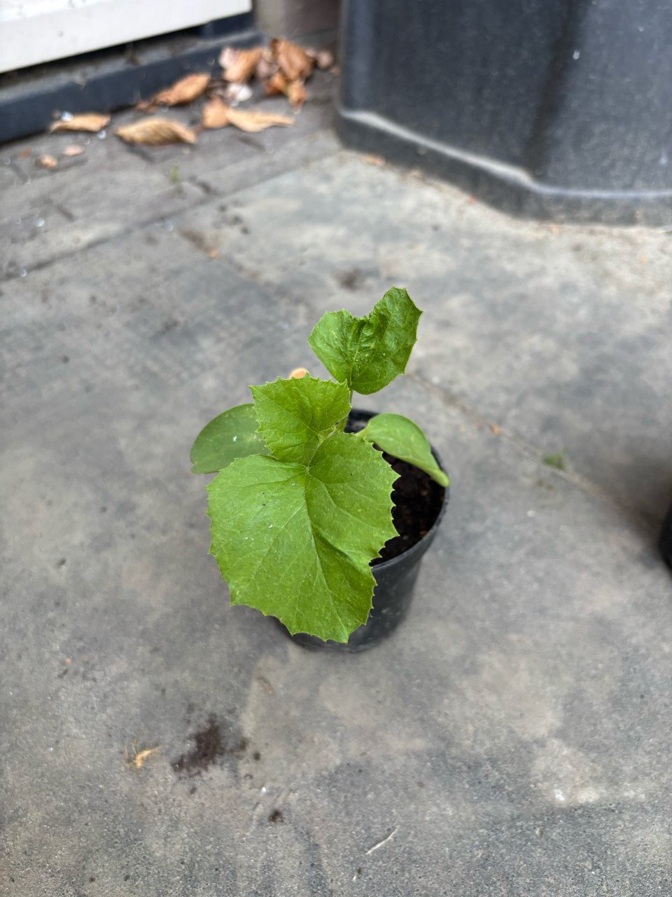 Meloen plantjes