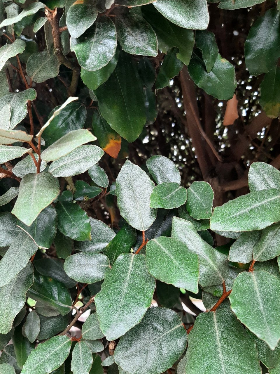 TE KOOP 2 Prunus  BOMEN
