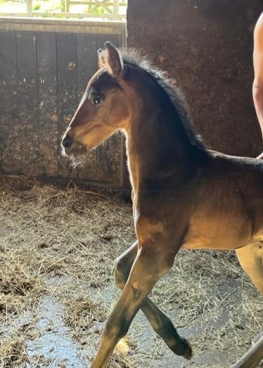 Bijbaan in de paarden