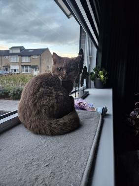 Brits Korthaar poesje zoekt blijvend huisje