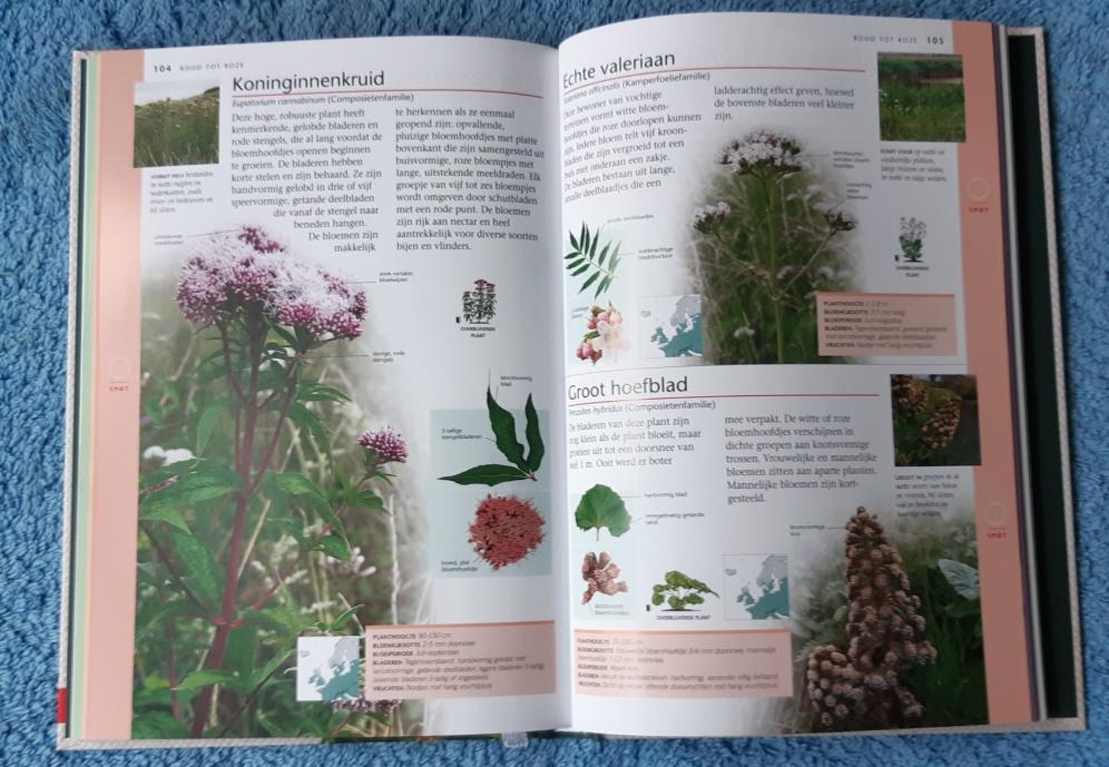 Wilde bloemen & planten in Nederland,