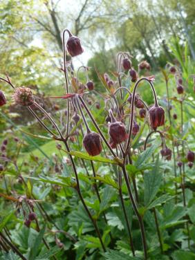 Bodembedekker--nagelkruid