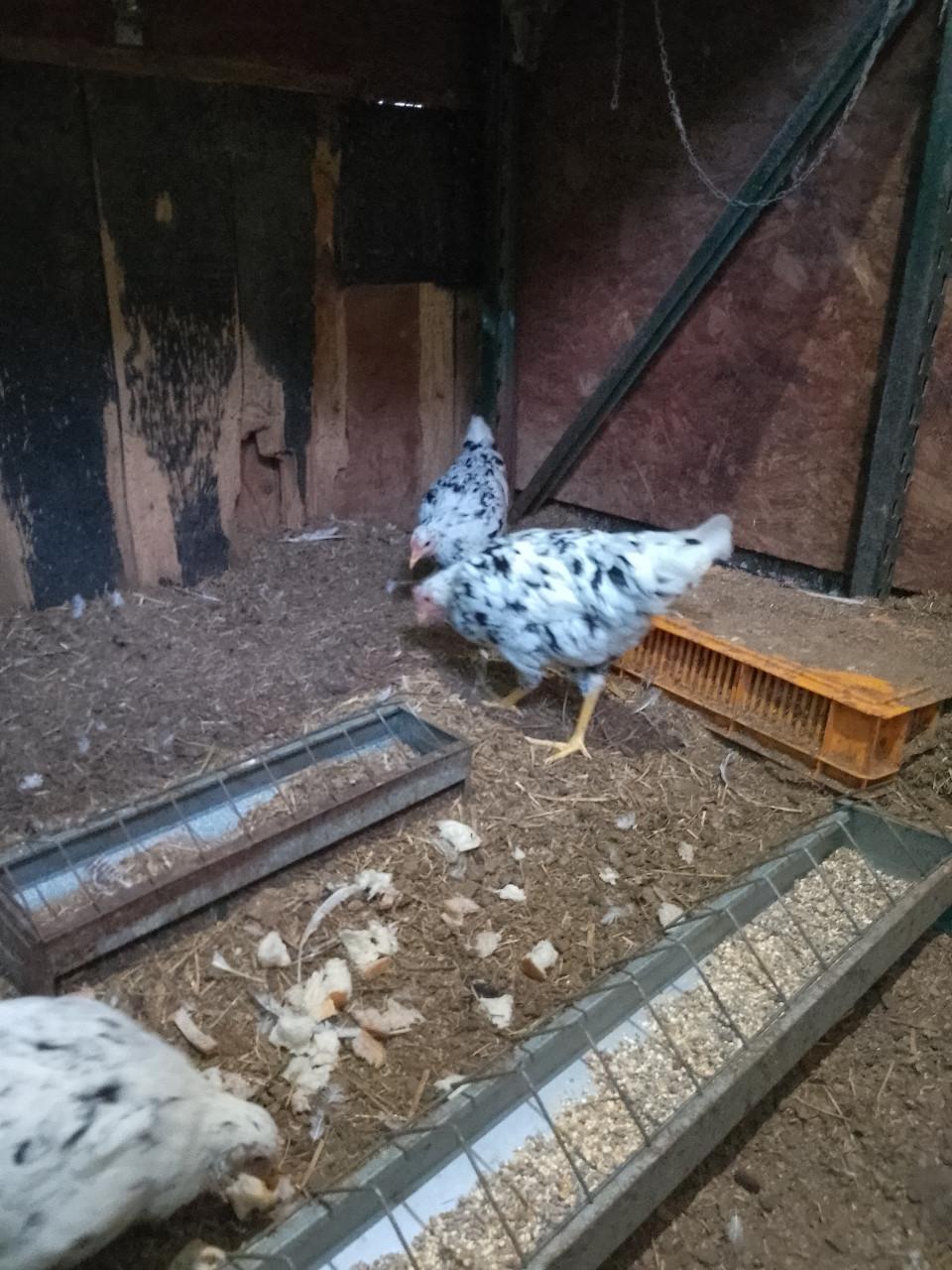 3 bonte leghennen