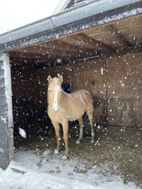 Bijna 6-jarige Palomino PRE merrie