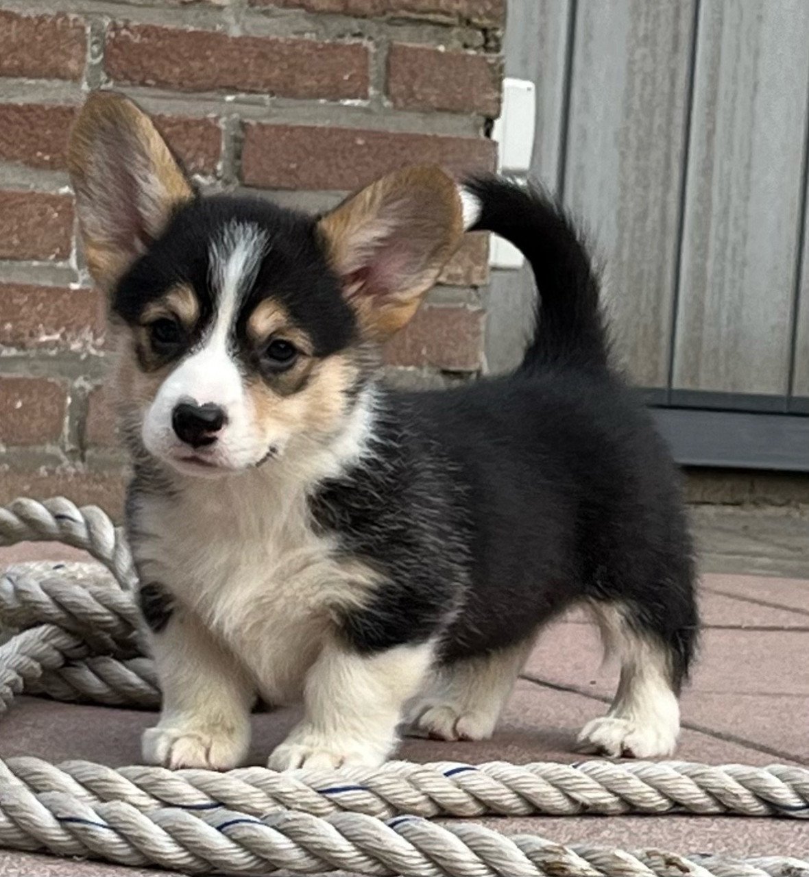 Welsh corgi pembroke puppies