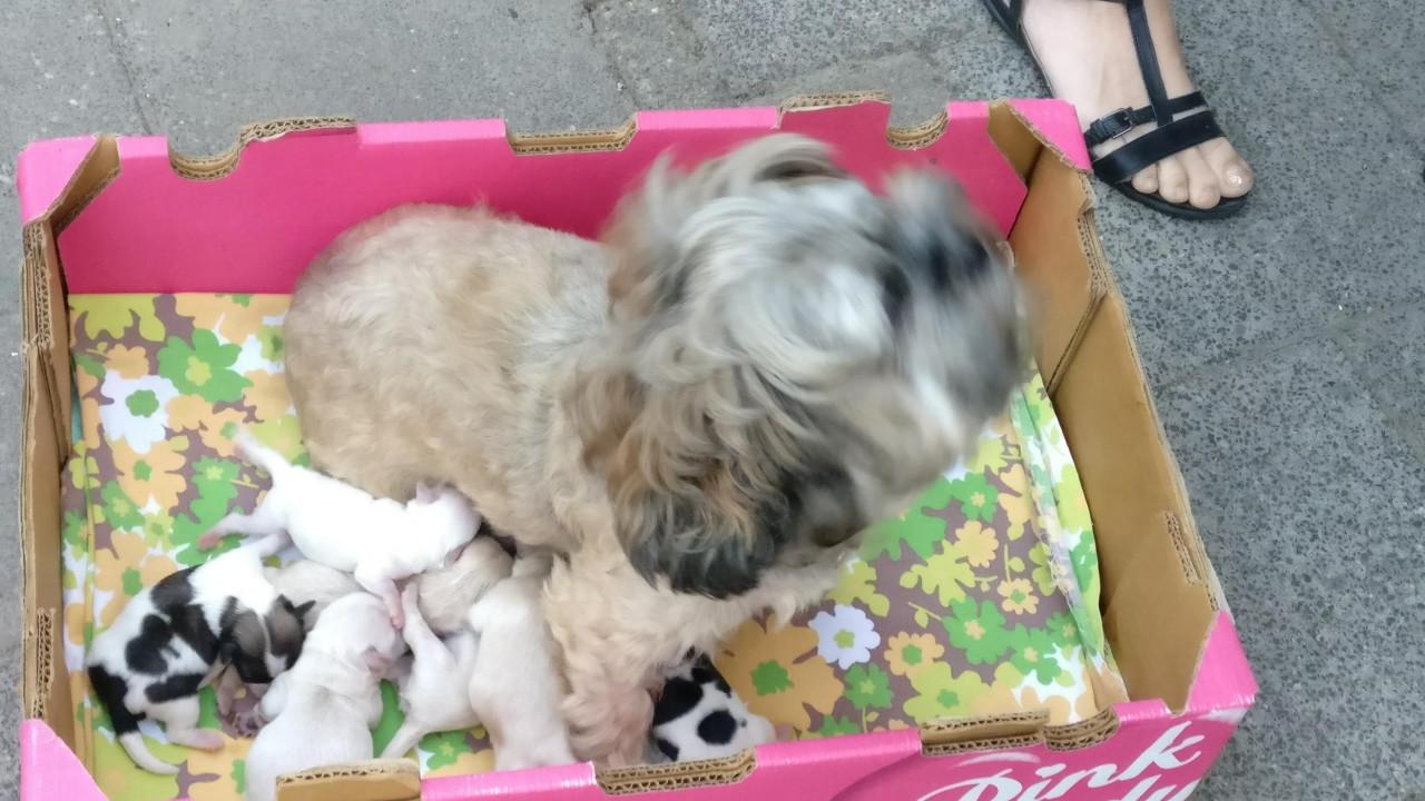 Dekreu dekreutje voor kleine gezelschaphonden super leuk super gezond