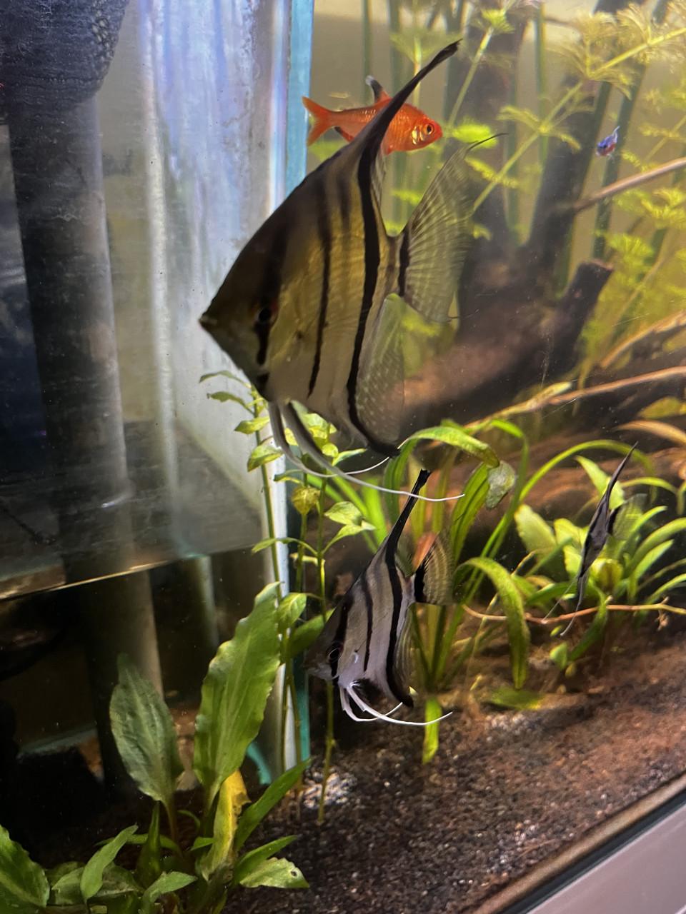 Aquarium 310L