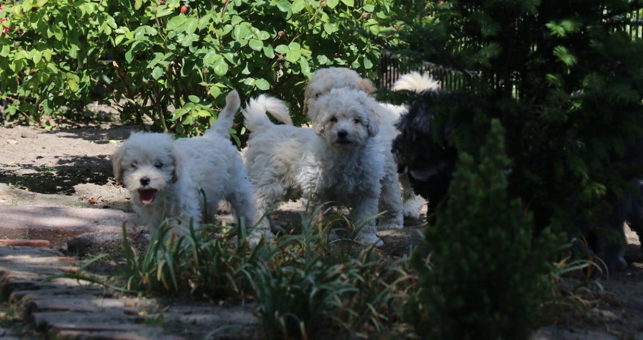 Maltipoo pups beschikbaar