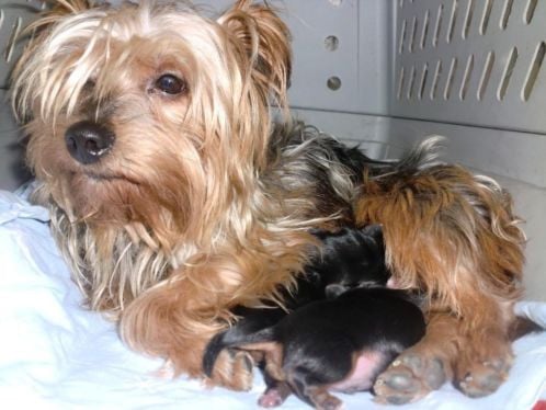 Pup teefje Yorkshire Terrier ruim 8 weken oud mag nu weg