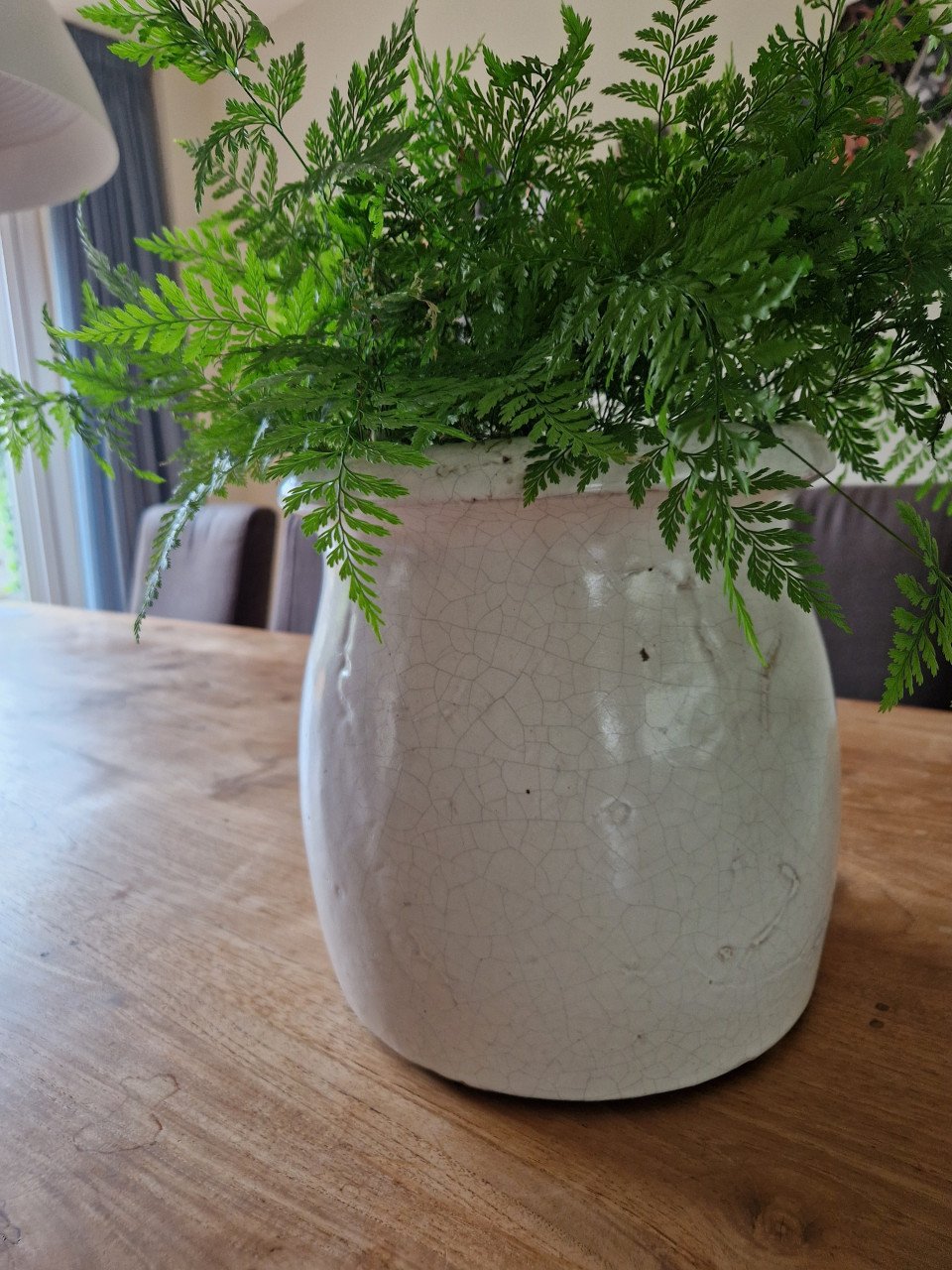 Bloempot met varen