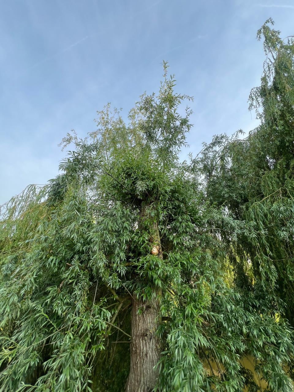 Open haard hout - terneuzen
