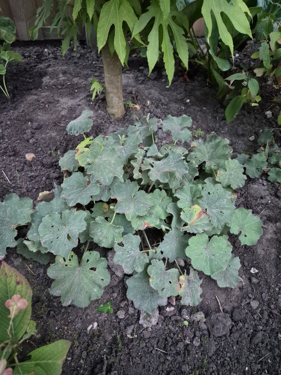 Tuinplanten