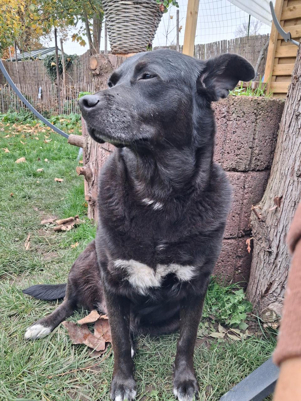 Ter adoptie Sally 6 jaar