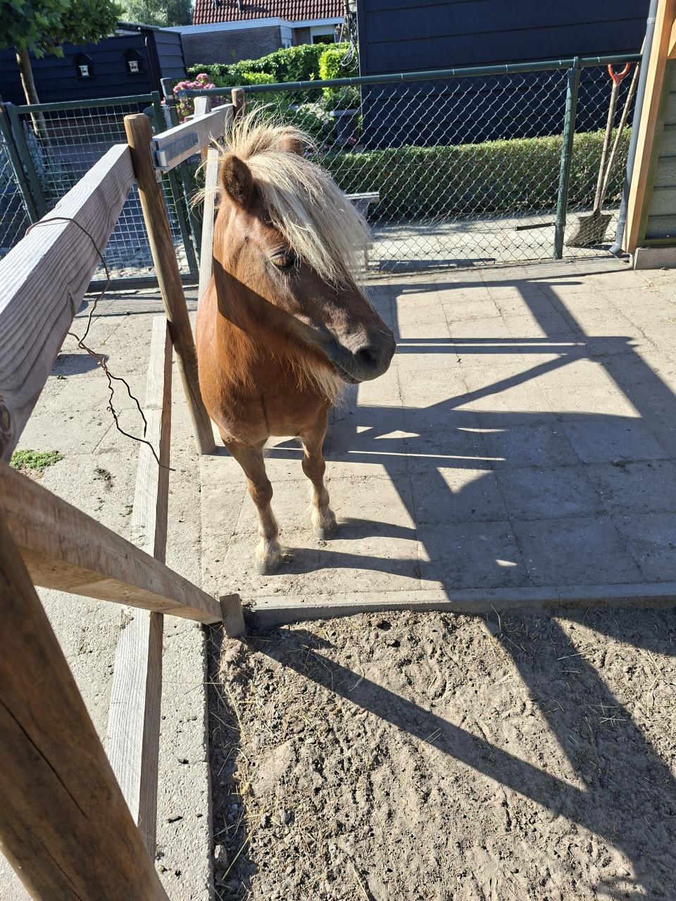 Shetlandpony (merrie)
