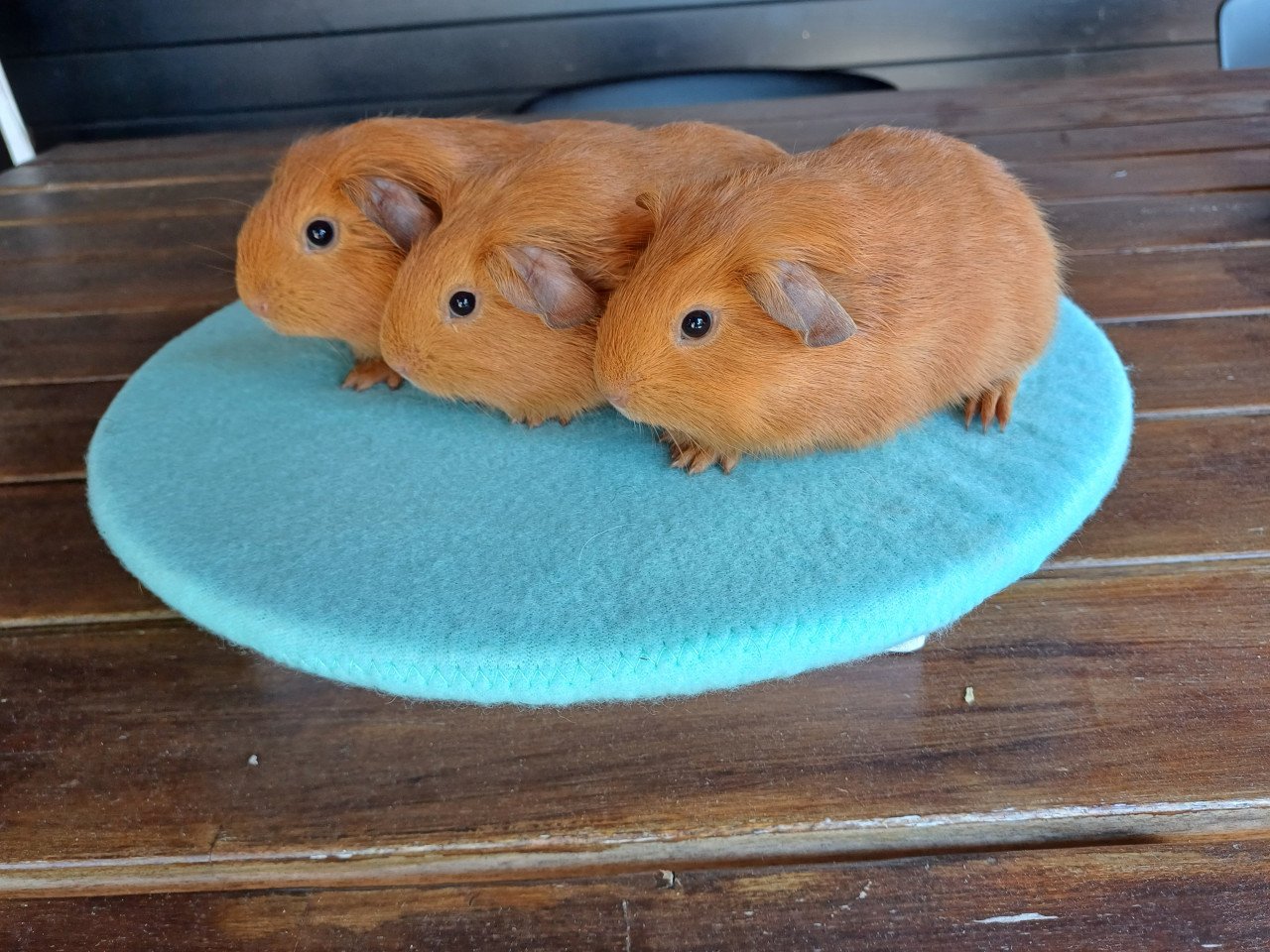Diverse leuke cavia's aangeboden.