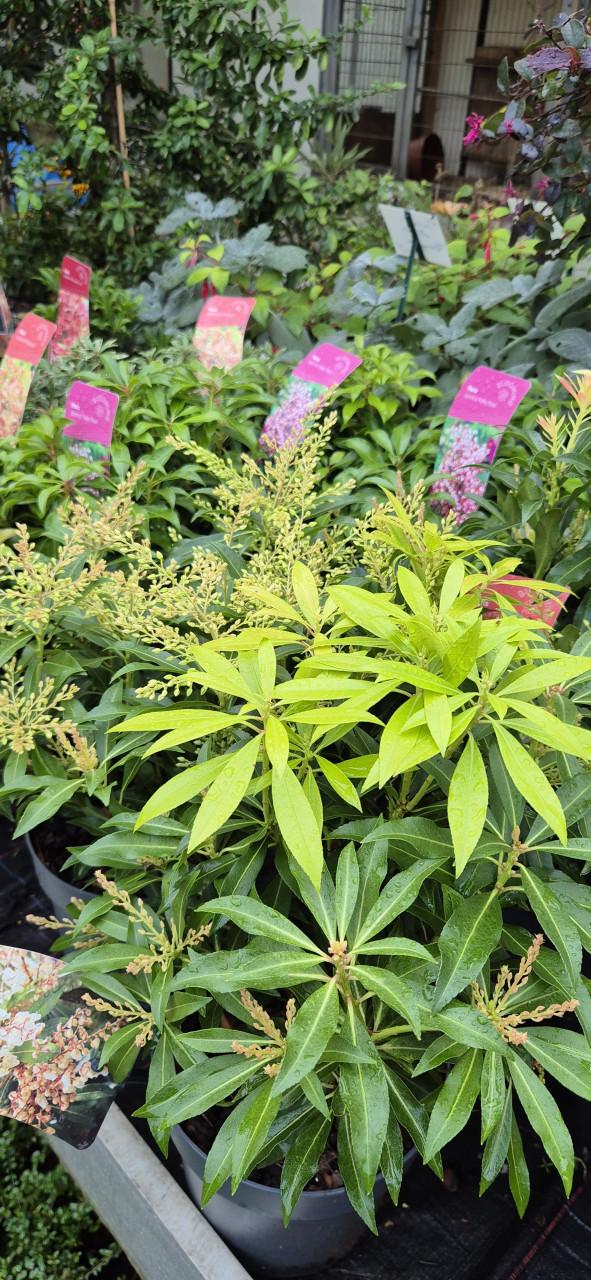 Tuinplanten verantwoord gekweekt