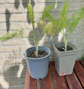 2 venkelanten