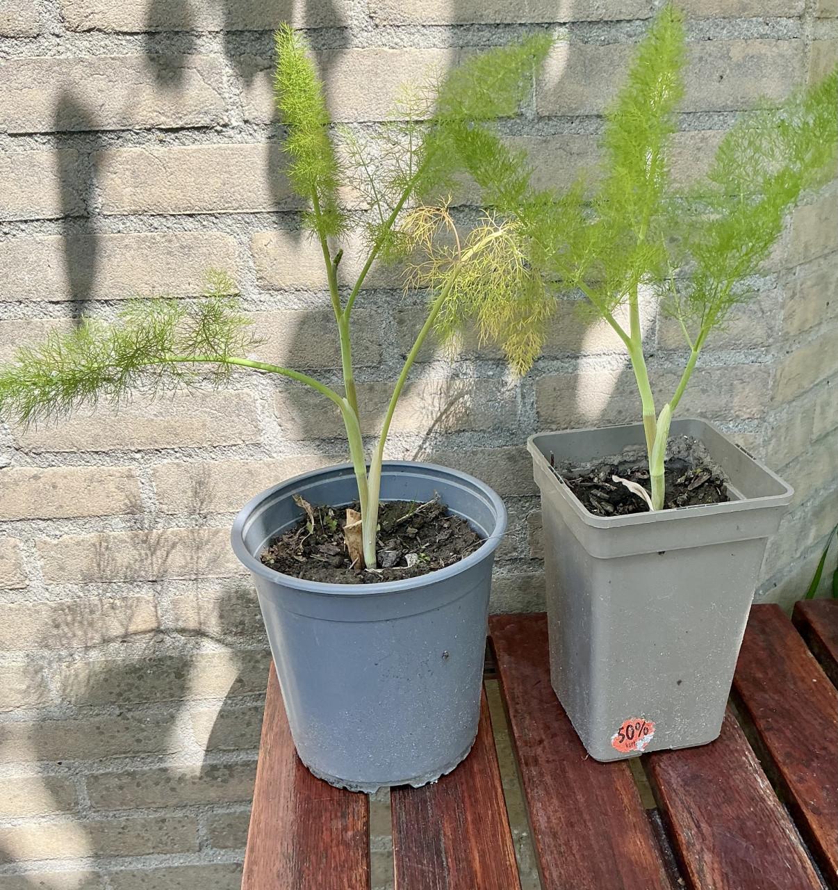 2 venkelanten