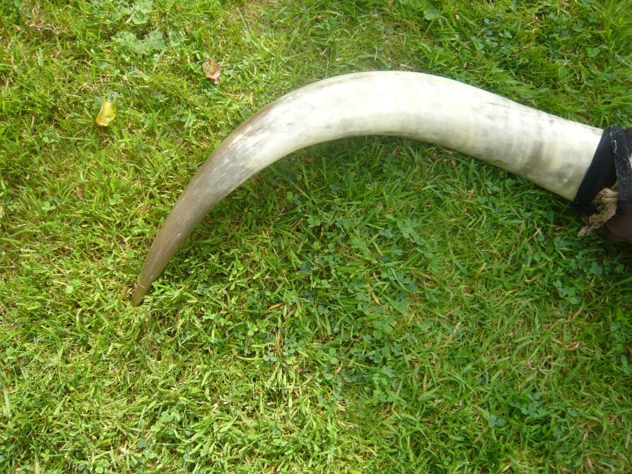 Koeienhoorn , bullshoorn