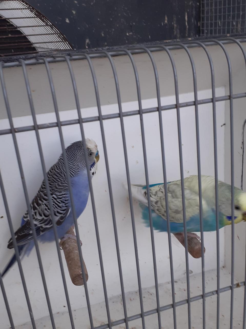 Koppels grasparkieten