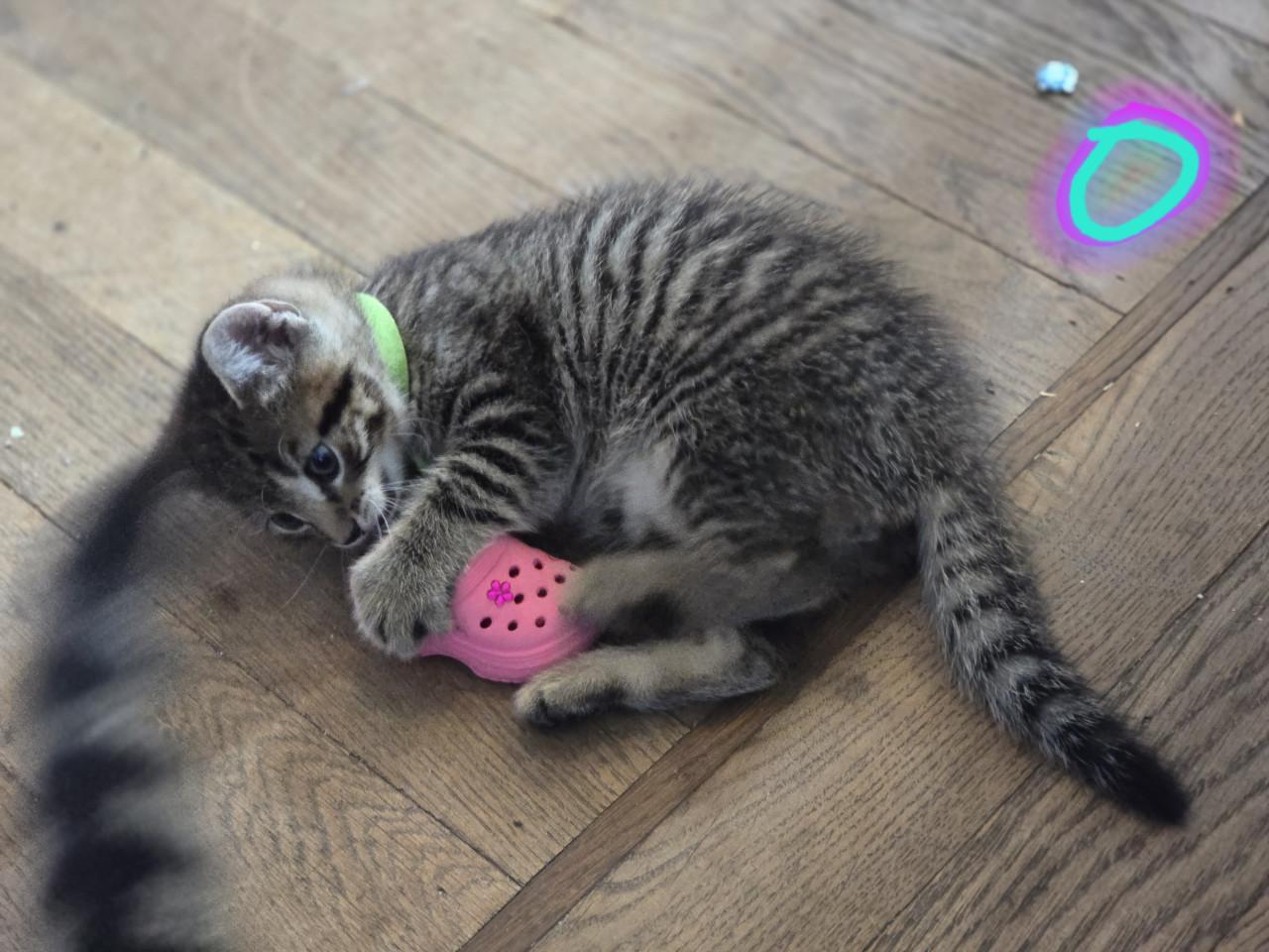 Gebroeders Knuffel en Truffel op zoek naar een nieuwe hoekbank