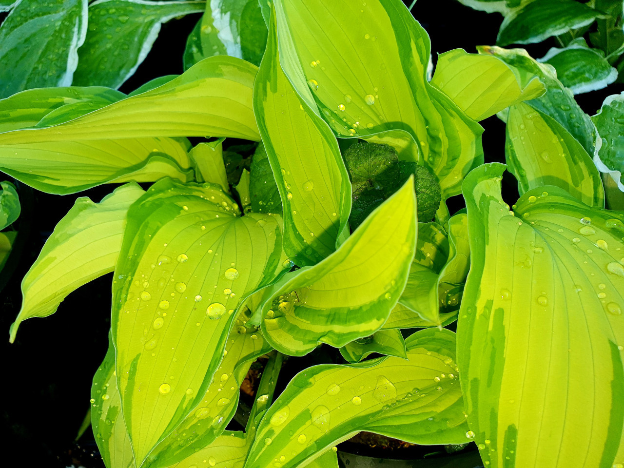Lelietje-van-Dalen en Hosta's