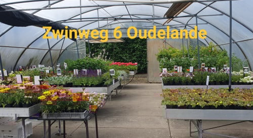 Tuinplanten OUDELANDE uitverkoop