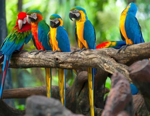 Gezocht papagaaien en parkieten