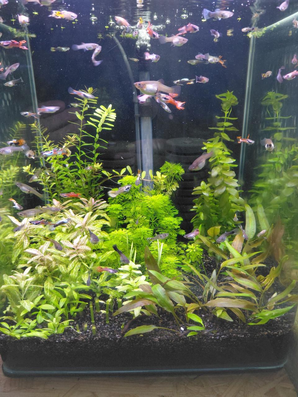 Mooie guppies mix