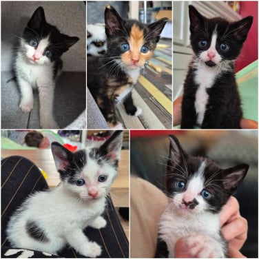 Super lieve sociale grotendeels met de fles opgevoede kittens te koop