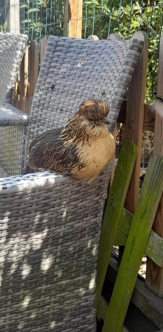 2 hennetjes (eentje zeer zeldzaam)