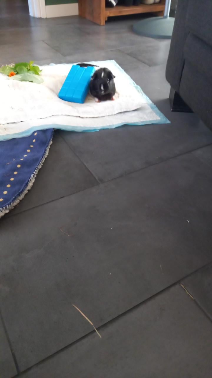 Nood opvang/ herplaatsing cavia's