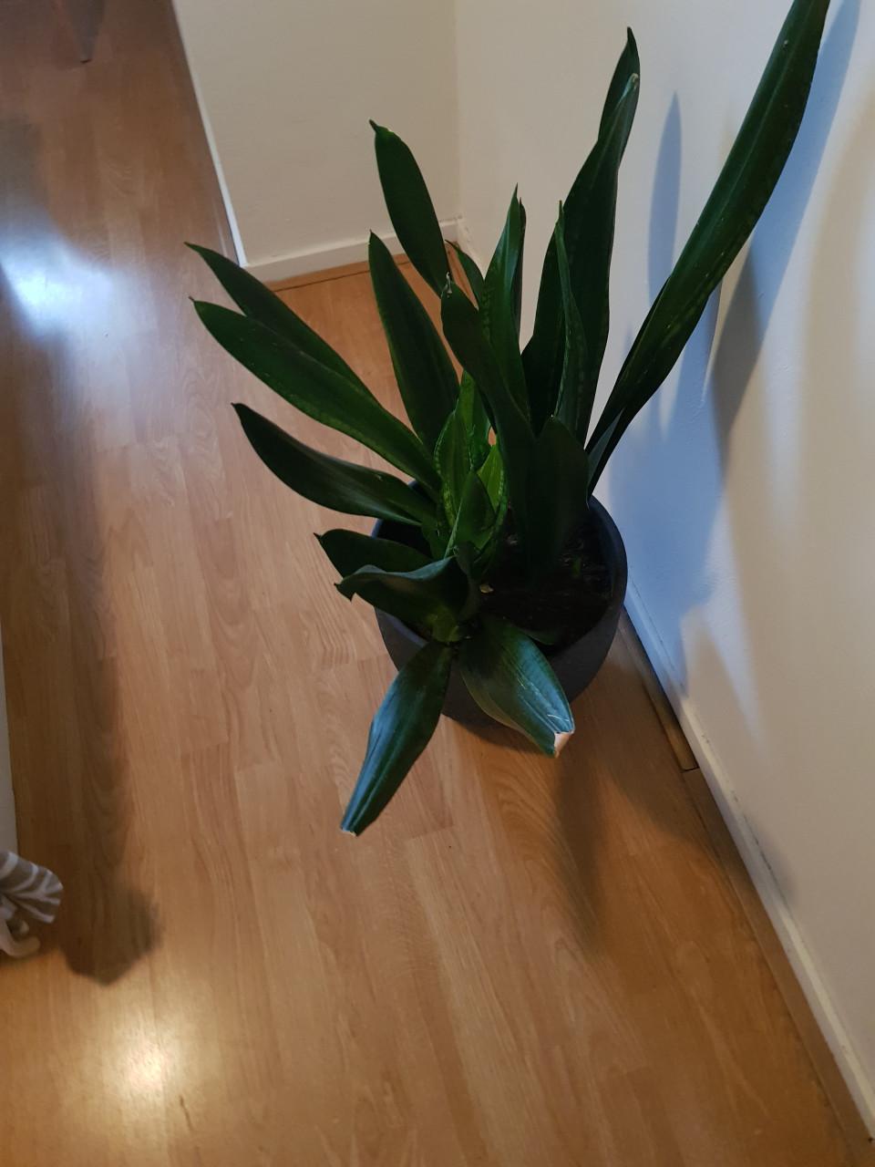Planten