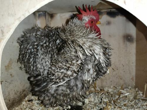 Krul veer cochin kriel haantje