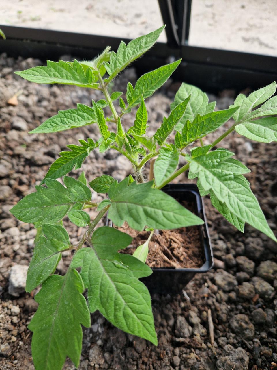 Prachtige tomatenplanten - verschillende soorten
