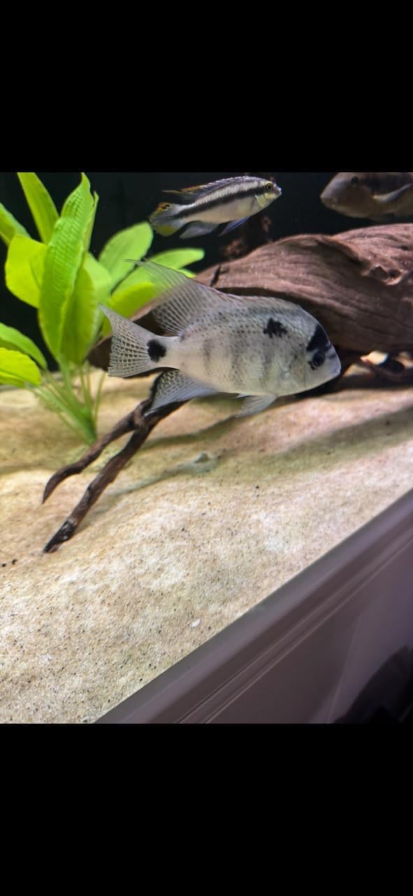Aquarium vissen